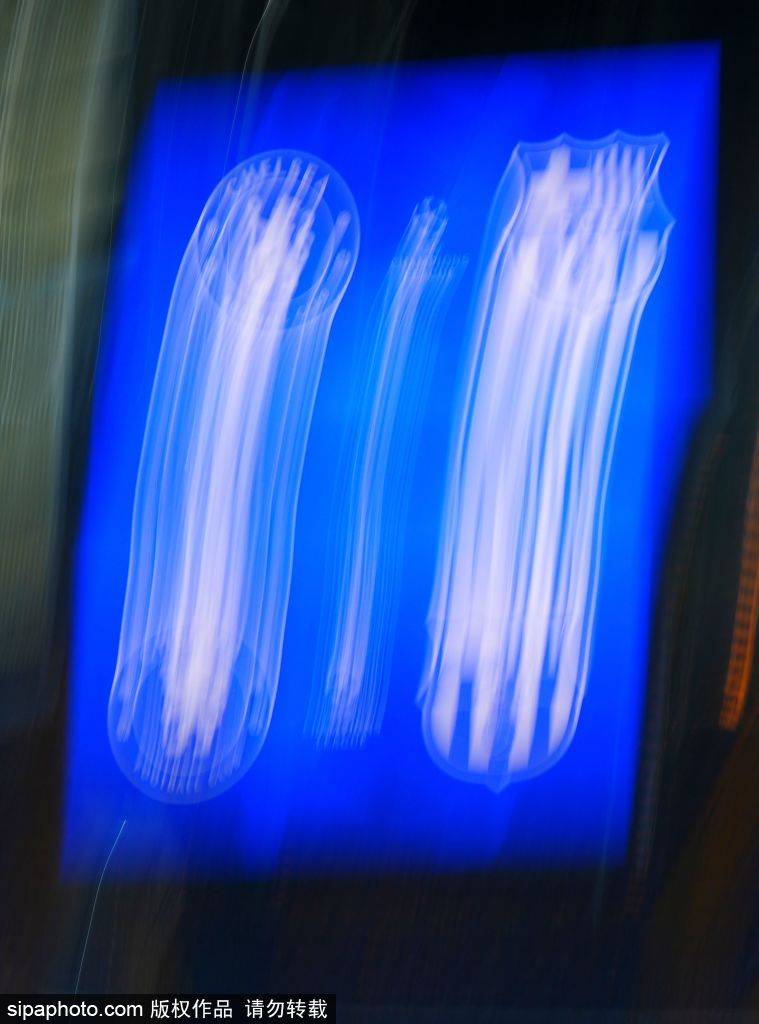 恩佐·马雷斯卡:从挑战者到竞争者,切尔西的革命之路